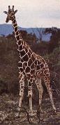 unknow artist Livsrummet had shrank ago giraffe pa its hemkontinent Spain oil painting artist